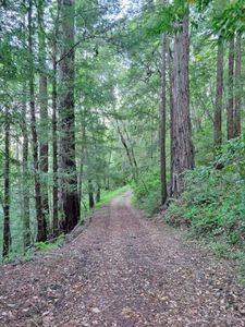 241 Blue Jay Way, Felton, CA, 95018