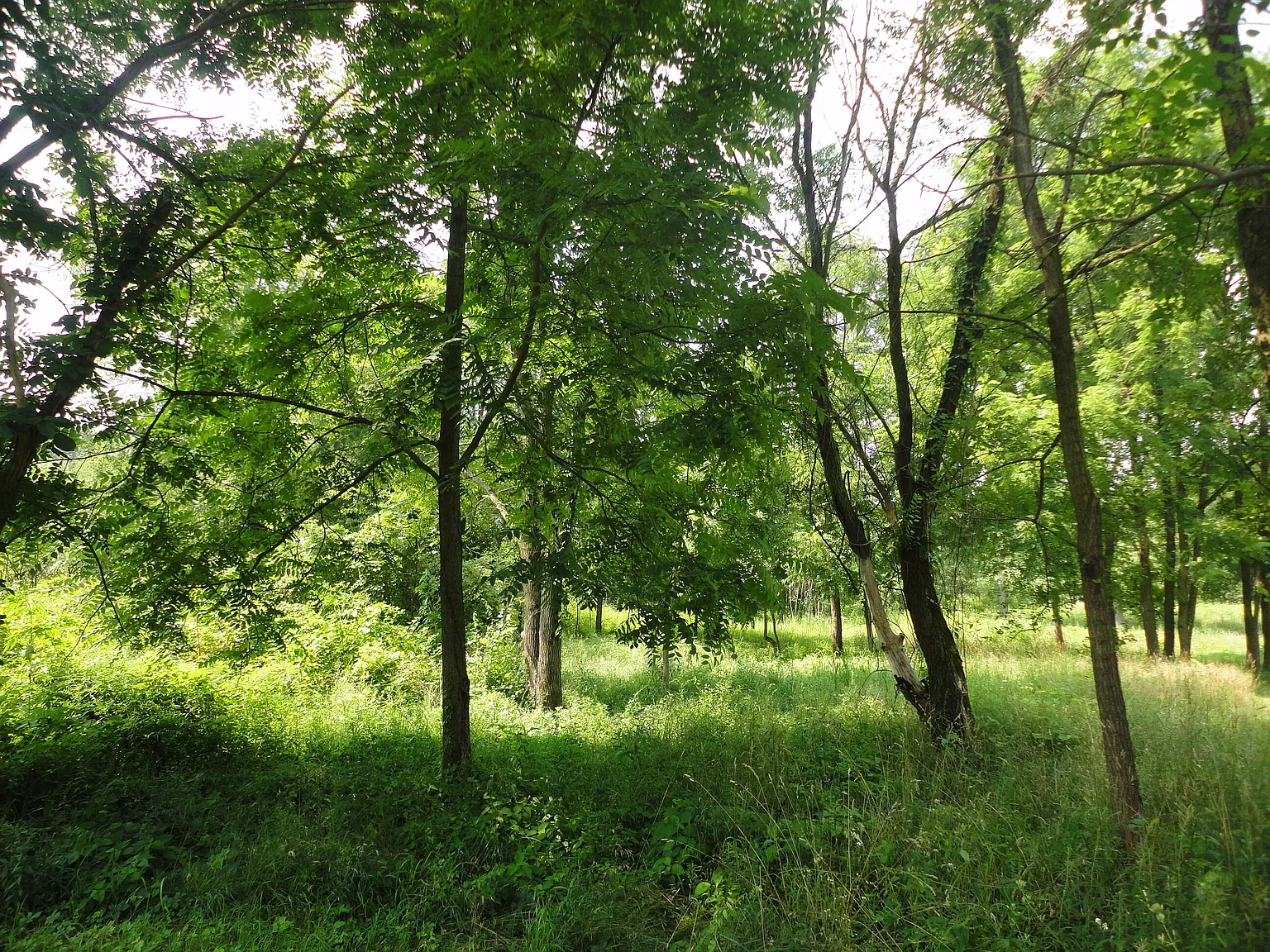 PARCEL County Road 215 #B photo 1
