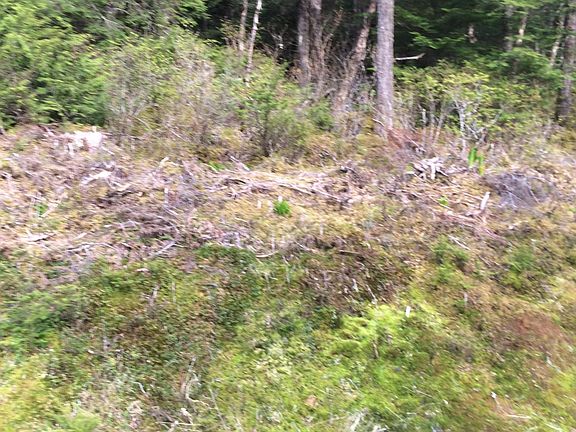 5th image of 9-85 Mitkof Hwy