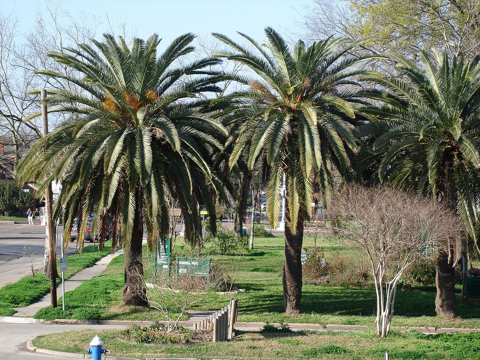 view of the park from the deck