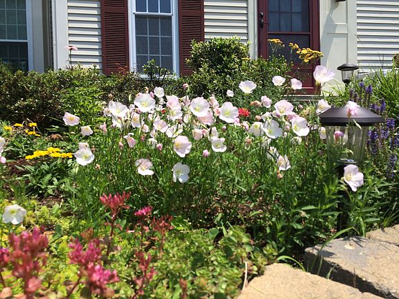 Front garden, summer