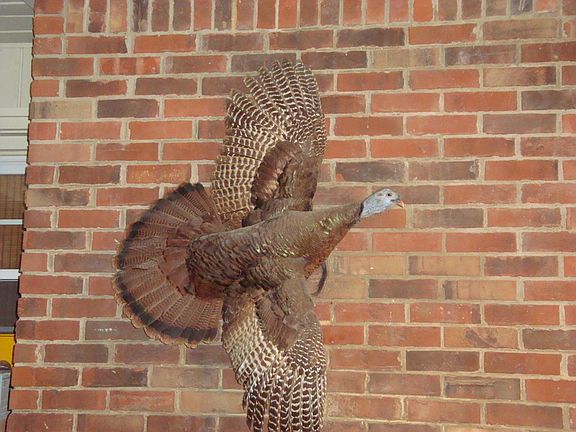 Bearded Hen
						:
						Hen with 7 1/4 in beard killed on property.