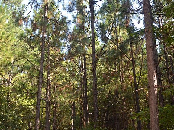 A mature stand of longleaf pines throughout 