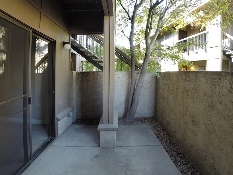 Black Walnut — Photo 10