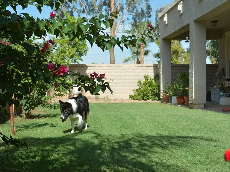 Backyard