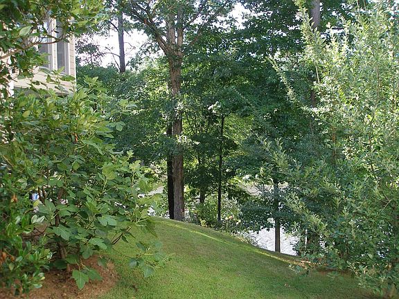 Fig and Apple trees growing by the lake