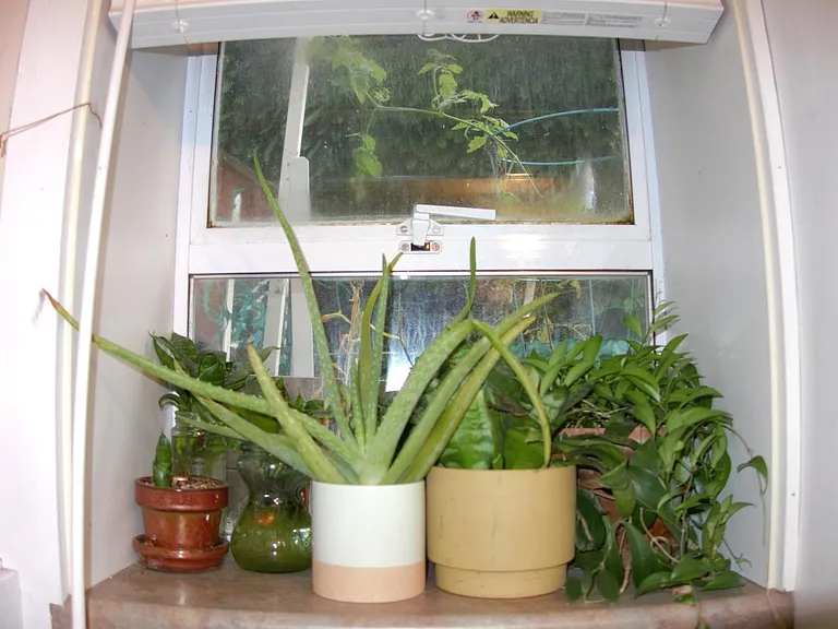 Sunny window in living area