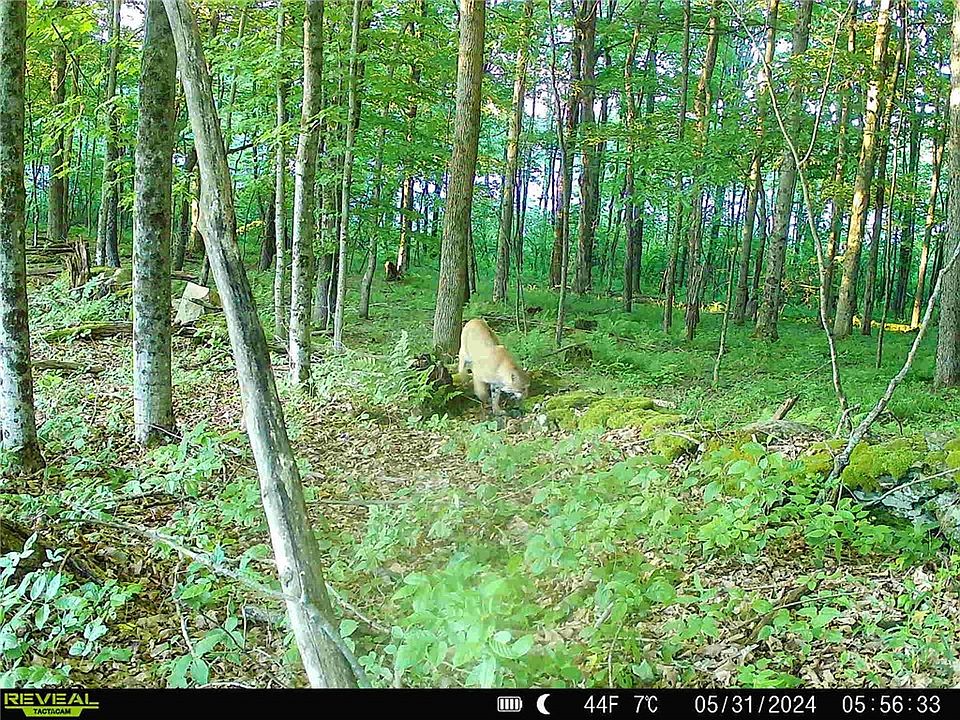 0 Irish Hollow Rd Cherry Valley NY Zillow