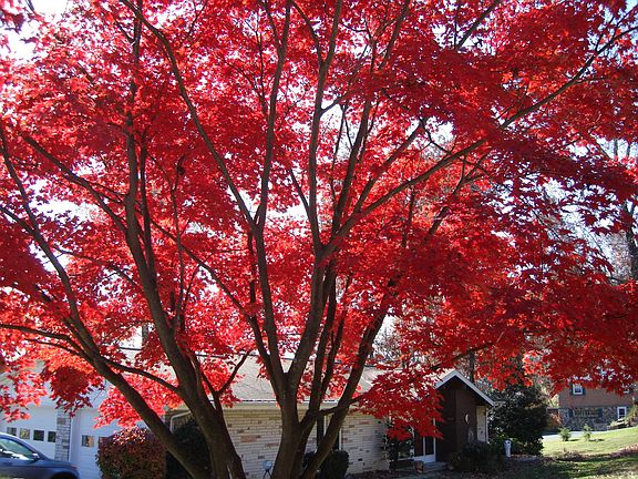 Maple Tree in November
