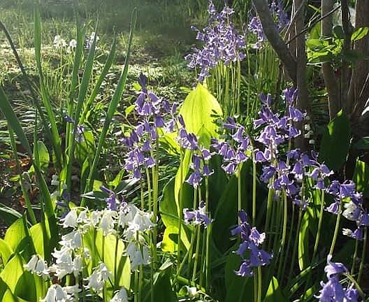 4th image of 11 Webquish Lane