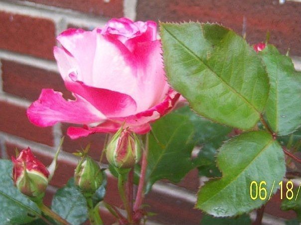 Front flower garden