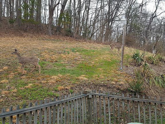 back yard off the deck