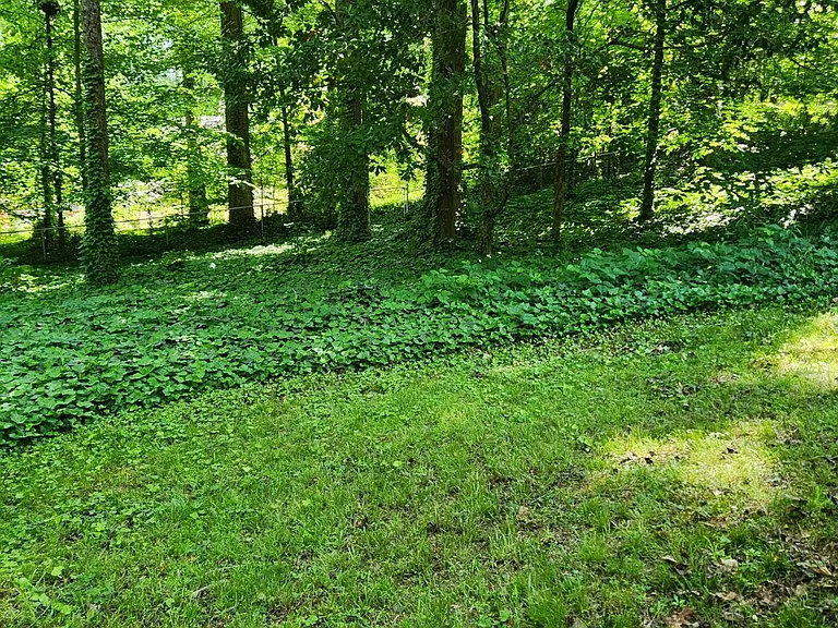 large shaded backyard