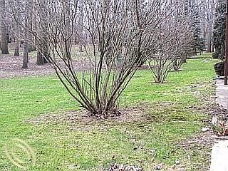 4th image of 35821 Hunter Ave