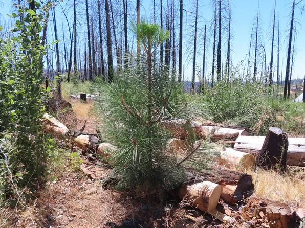 4817 Sciaroni Rd, Grizzly Flats, CA 95636