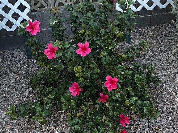 3rd image of 5024 E Flower Ave