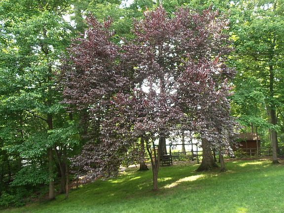 Private fenced back yard