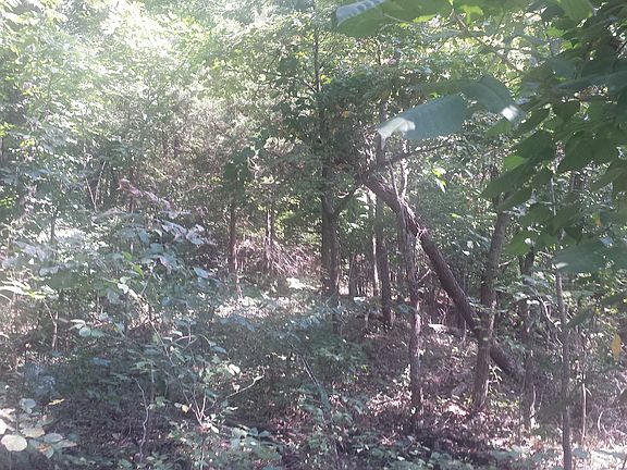5th image of 132 Acres On Cr #780