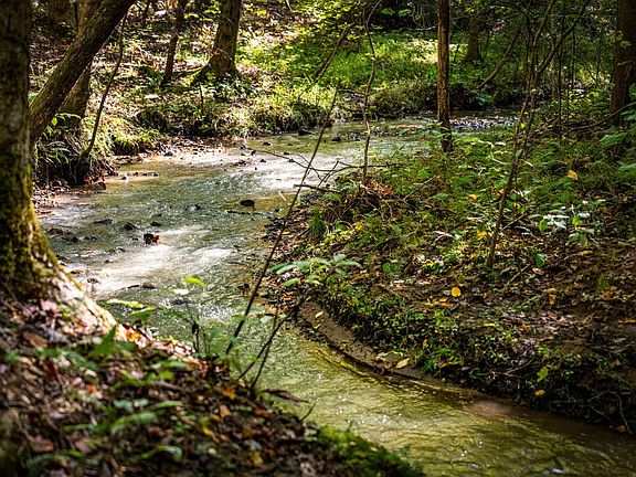 2nd image of LOT 2 Pheasant Tail Trce