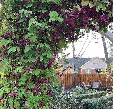 5th image of 1318 Grandiflora Dr
