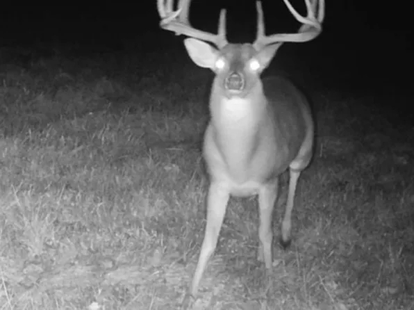 County Road 2737, Naples, TX 75568