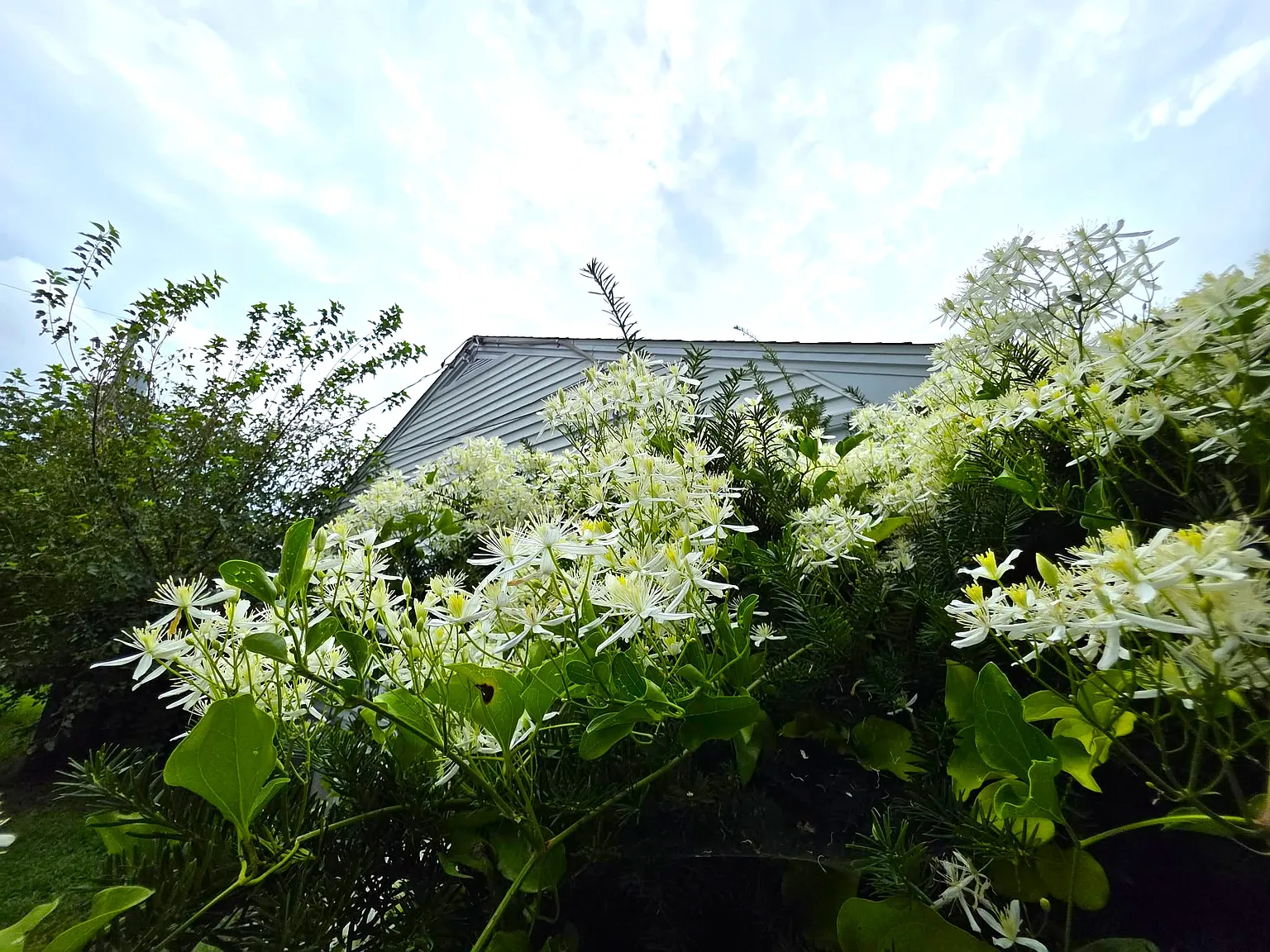 1209 Belmont Avenue - 1 — Photo 4