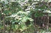 1st image of 8089 James Madison Hwy #A