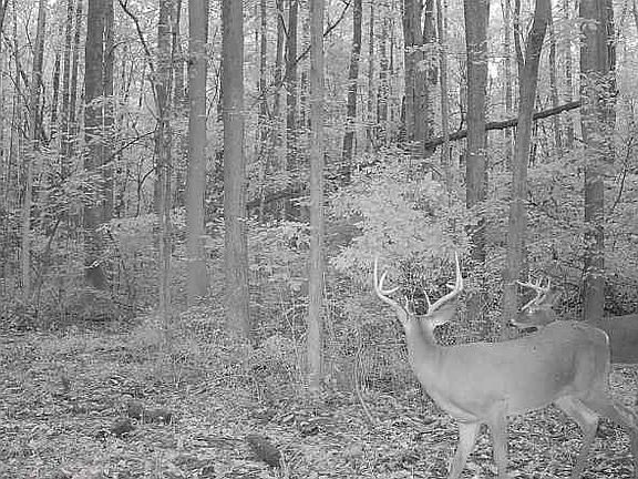 5th image of 0 Pratt Rd Lot 583