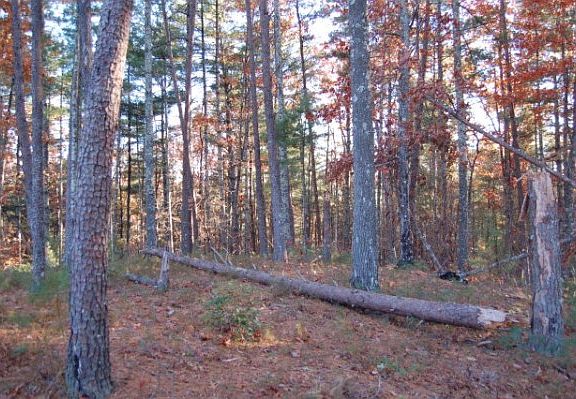 4th image of 114 Fish Camp Dr