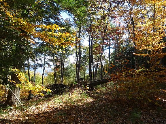 Fall foliage