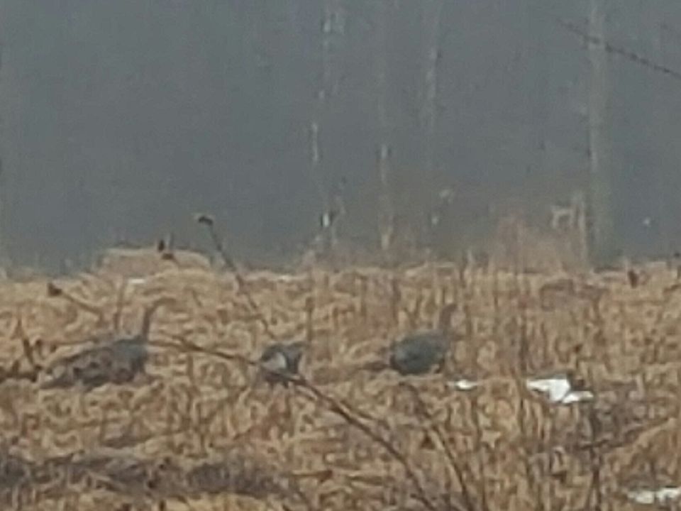 1st image of 37033 64th Ave