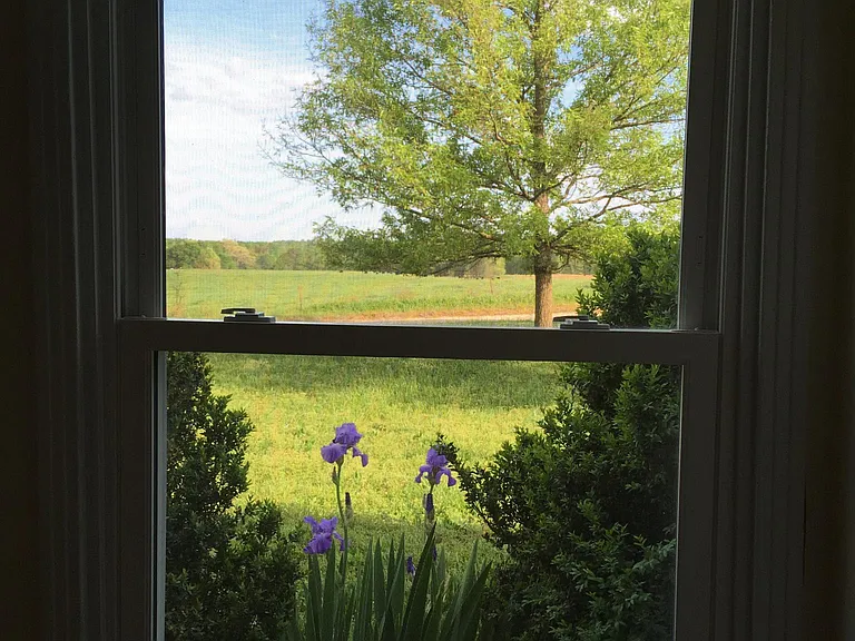 The view!