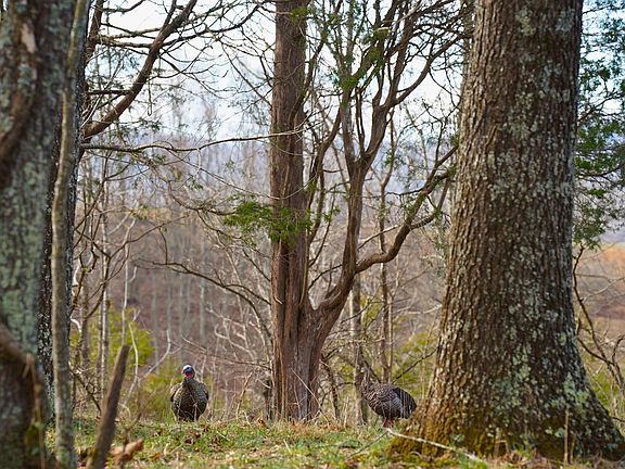 4th image of 892 Ward Branch Rd