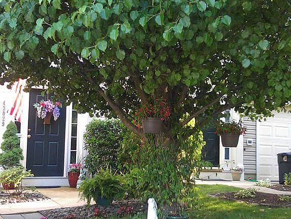 Beautiful Landscaping