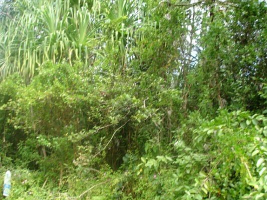 1st image of Malolo St Lot 1055