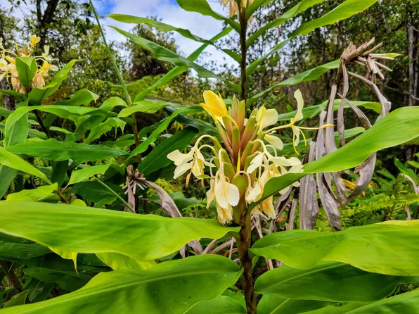 Kaulana Rd Lot 726, Volcano, HI 96785