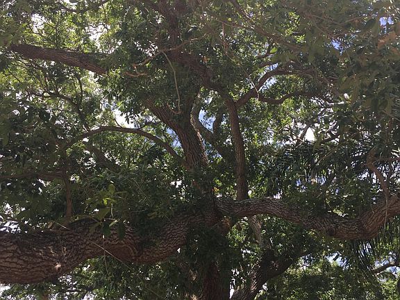 Gorgeous vintage oaks on 1:/3 acre lot with privacy of only