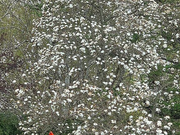 Magnolia in rear yard.