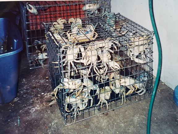 Minefield of crabs