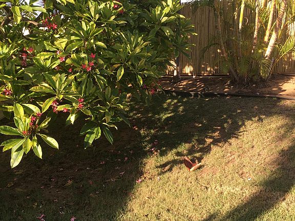 Plumeria trees& palms