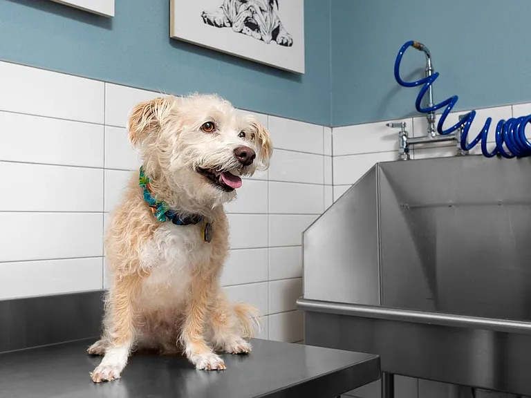 WAG Pet Spa