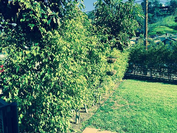 Inside view of yard