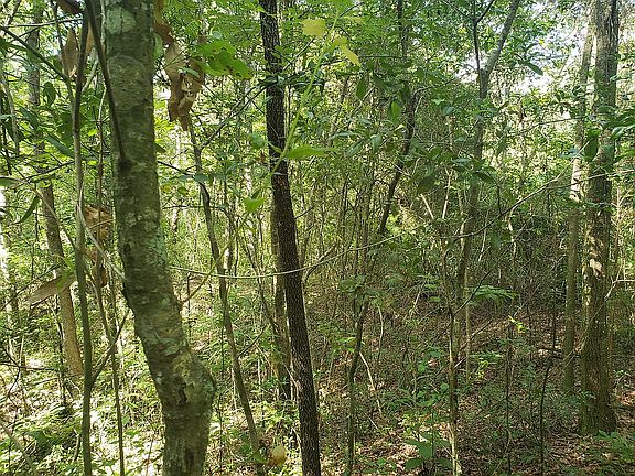 Plenty of trees!