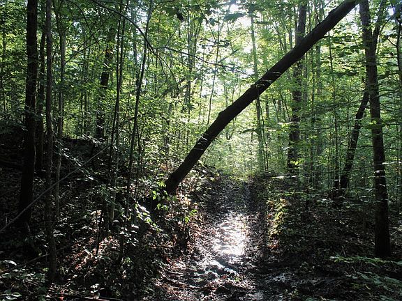 Small road leading around the forested bench