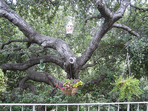 View of Patio "inside tree"