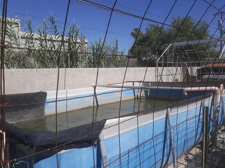 Rainwater collection pool set up for gravity-flow irrigation. Stocked with tilapia after water temperature remains above 50_. Now has dog diving dock. Not accessible to guests. Water is not potable.