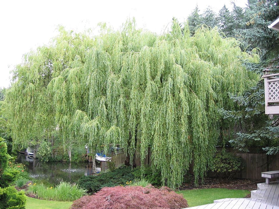 backyard - willow
