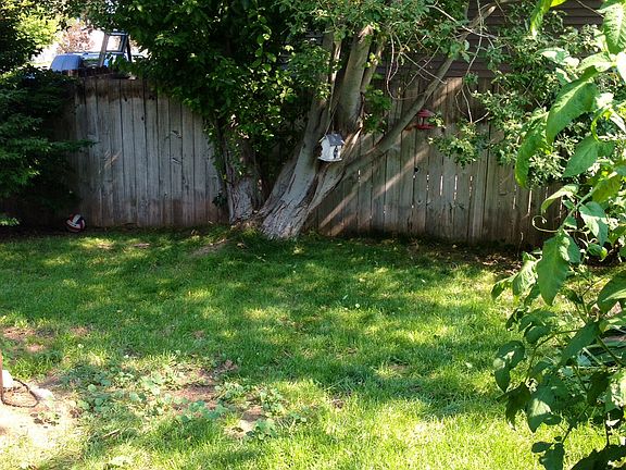 Mature trees