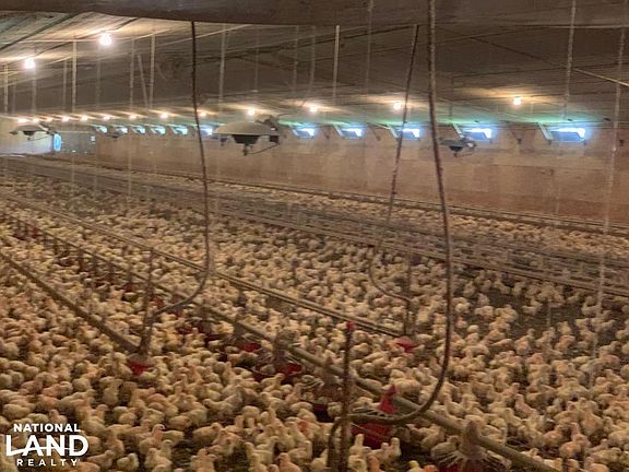 Interior chicken house