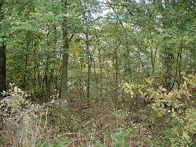 2nd image of 339 Honey Locust Dr